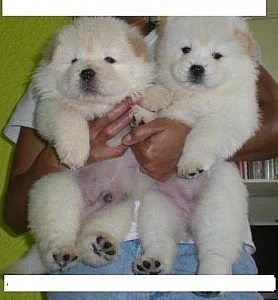 ZDRAVOTNICTVÍ CHOW CHOW PUPPIES NA PRODEJ